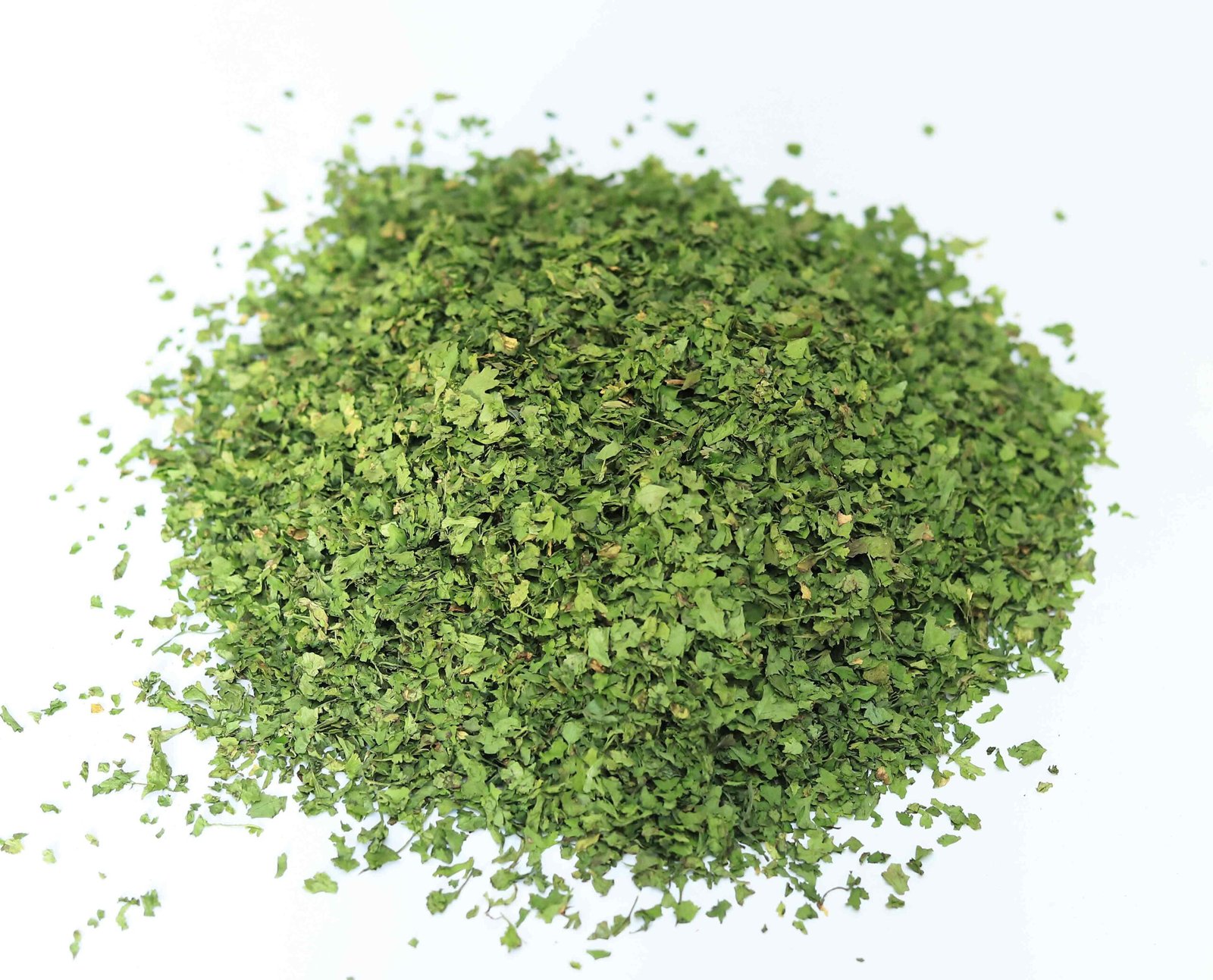Coriander - Image 4