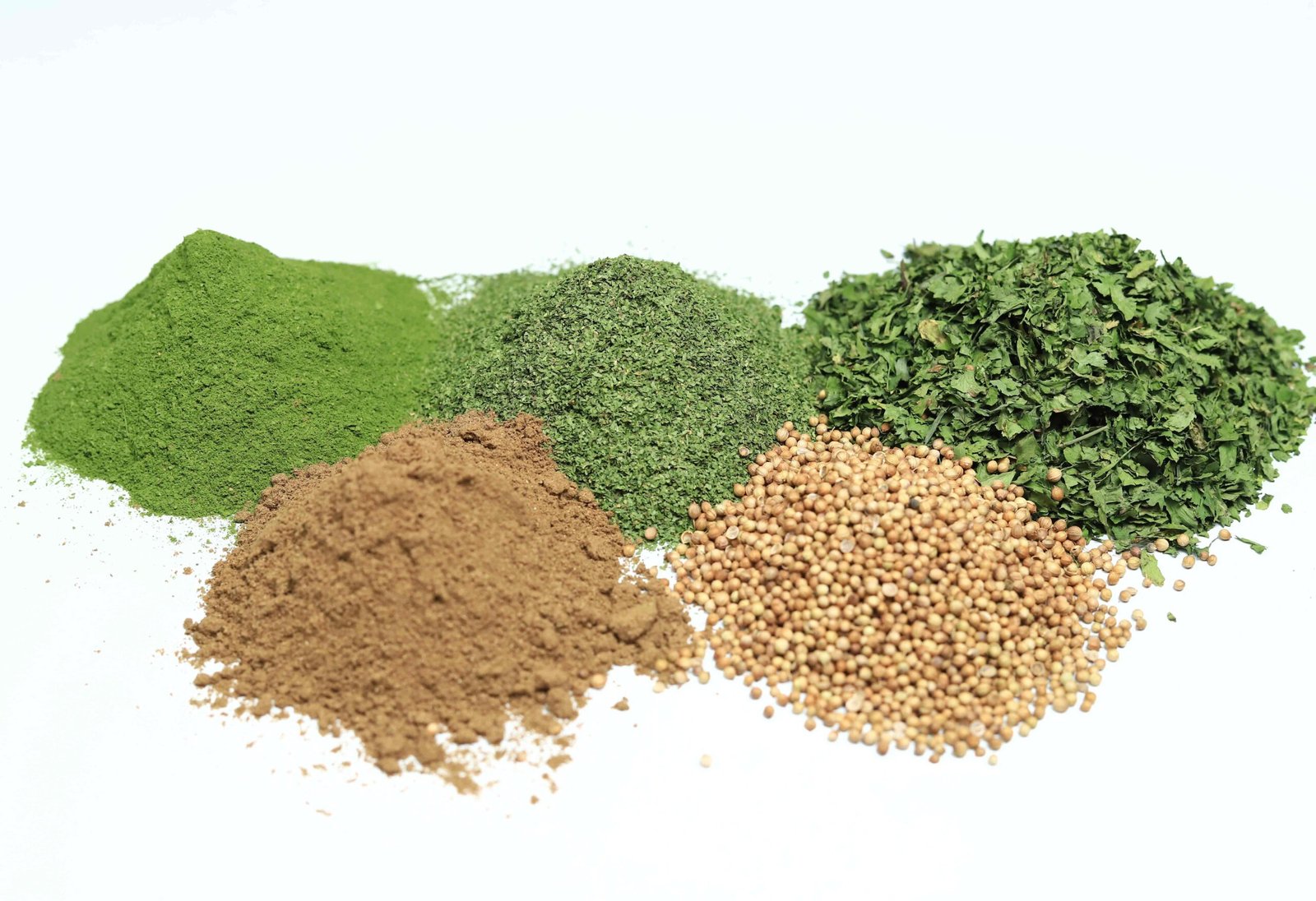 Coriander - Image 10