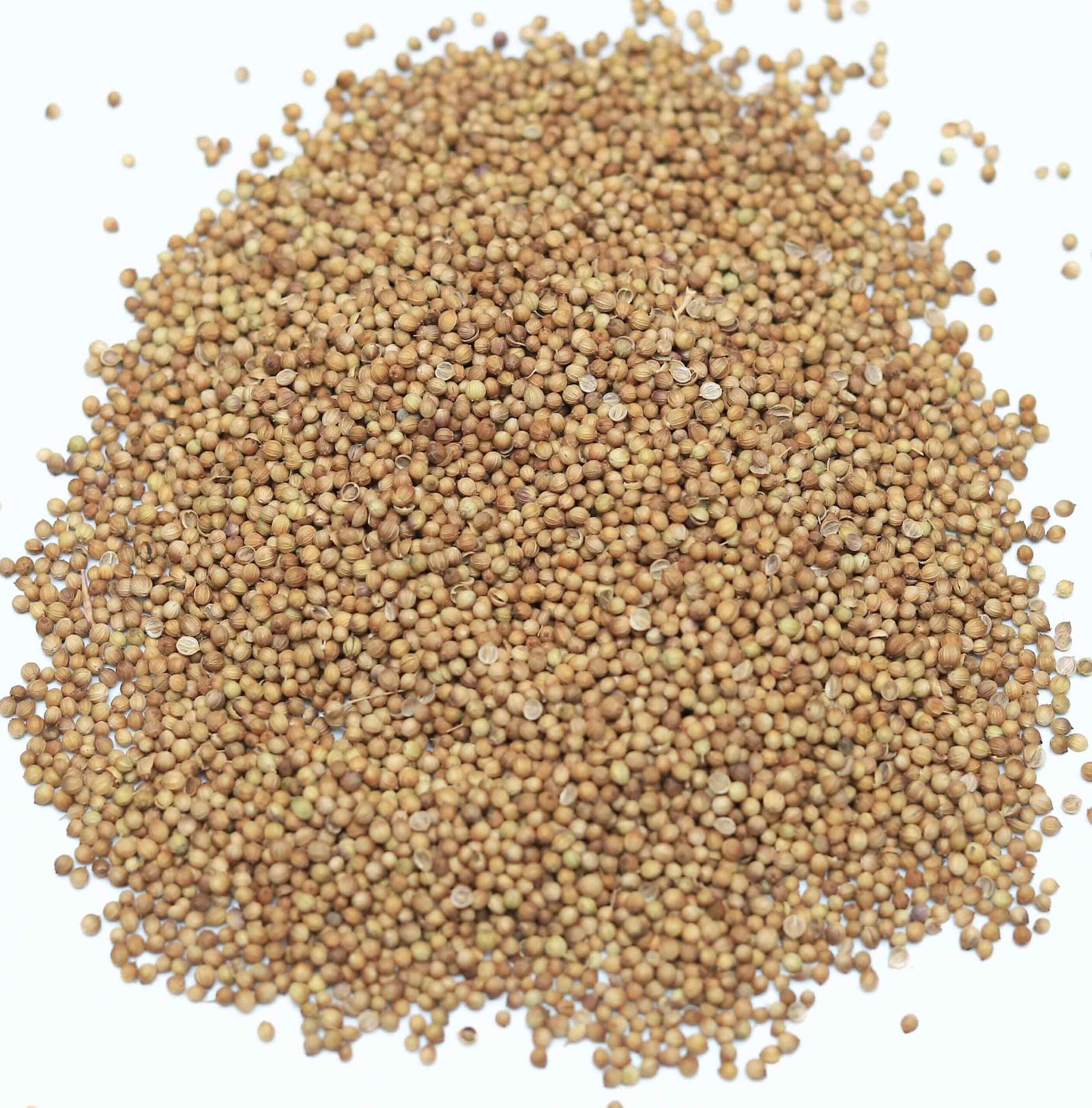 Coriander - Image 8