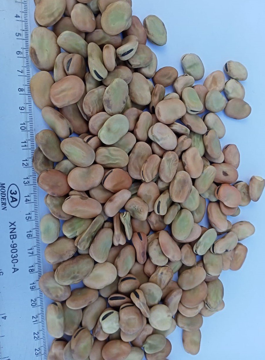 Fava Beans - Image 2