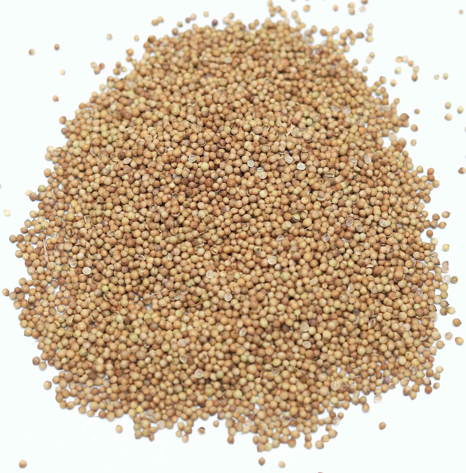 Coriander