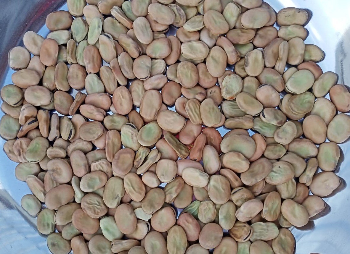Fava Beans